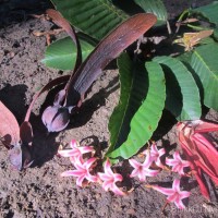 Dipterocarpus zeylanicus Thwaites